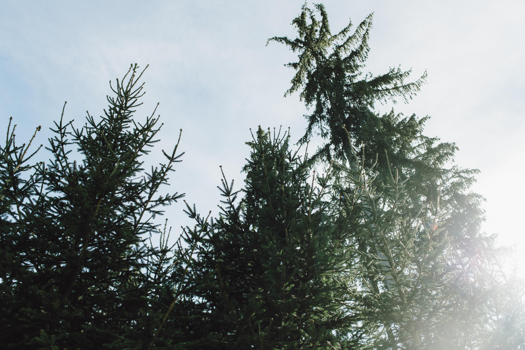 greenery-wedding-hochzeit-prielhof-sukkulenten-scheyern-lauraelenaphotography-016